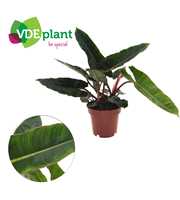 Philodendron Billietiae (2pp) 12cm