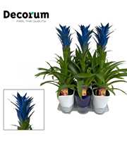 Guzmania Ocean Blue Luxe Keramiek BLUE & WHITE (De