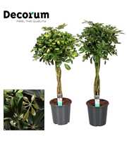 Schefflera multivlecht mix (Gold Capella & Compact