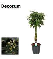 Schefflera Compacta (Nora) multivlecht (Decorum)