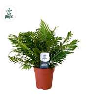 Blechnum silver lady