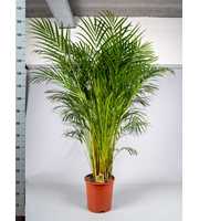 Dypsis Lutescens P27cm - H160cm (Areca)