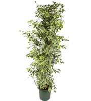 Ficus benjamina samantha P40