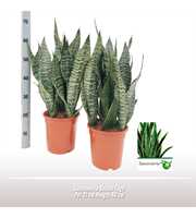 Sansevieria Golden Edge