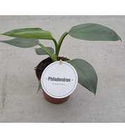 Philodendron Silver Hastatum