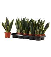 Sansevieria Super mix A2 12 cm