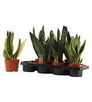 Sansevieria Super mix A2 14 cm