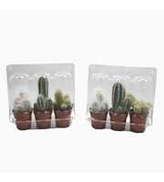 Cactus mix 5,5 cm in blister 3 pack