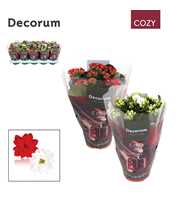 Kalanchoe Decorum Cozy - Red and White Mix