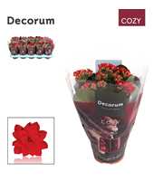 Kalanchoe Decorum - Cozy Red