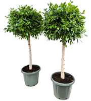 Ficus nitida P40 stam