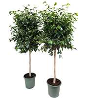 Ficus benjamina danielle P32 stam