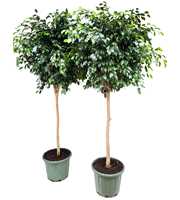 Ficus benjamina danielle P44 stam