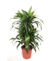 Dracaena Arturo