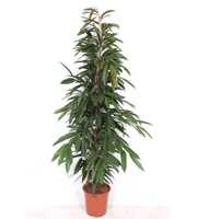 Ficus Amstel King