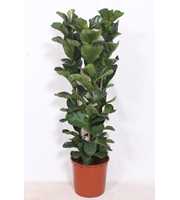 Ficus lyrata bambino 3 per pot