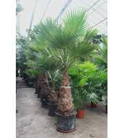 Washingtonia robusta