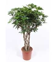 Schefflera arboricola 'Compacta'