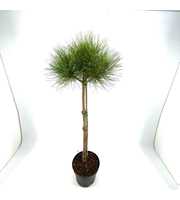 Pinus sylvestris, bol