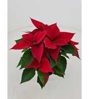 Poinsettia 13cm Rood BLANCO HOES