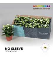 Kalanchoe No Sleeve - White with Glitter