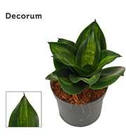 Sansevieria hahnii 9 cm Jade (Decorum)