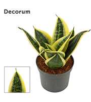 Sansevieria hahnii 9 cm Sunrise (Decorum)