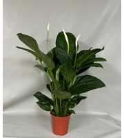 Spathiphyllum 'Sweet Isabella' BLANCO