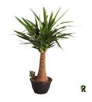 Yucca elephantipes zware rechte stam