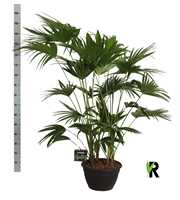 Livistona chinensis 6 per pot