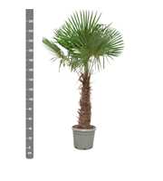 Trachycarpus Fortunei - 270cm