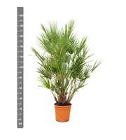 Chamaerops Humilis - 190cm