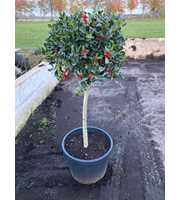 Ilex aq. 'J.C. van Tol'