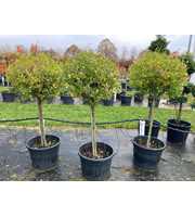 Ligustrum ovalifolium