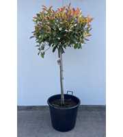 Photinia fraseri 'Red Robin'