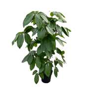 Schefflera actinophylla 'Amate' p30 3pp