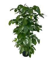 Schefflera actinophylla 'Amate' p38 4pp