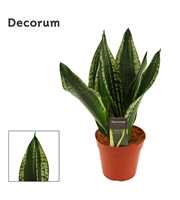 Sansevieria Silver flame 14 cm (Decorum)