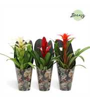 Bromelia Xmas Gift