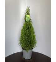 Thuja occ. 'Smaragd'