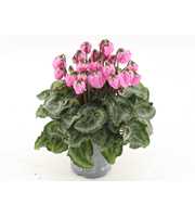 Cyclamen Windbell Light Pink