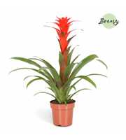 Guzmania Calypso - FULL CC