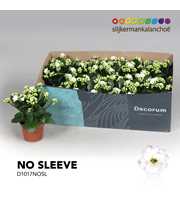 Kalanchoe No Sleeve - White