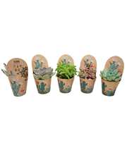 Succulenten mix 5,5 cm in Ubink potcover