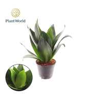 Sansevieria Black Dragon p8,5