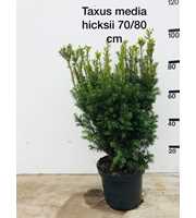 Taxus media 'Hicksii', struik