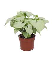 Syngonium Holly 12cm