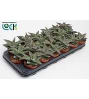 Gasteria Aveo