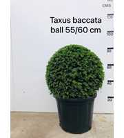 Taxus baccata, bol