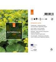 Alchemilla mollis